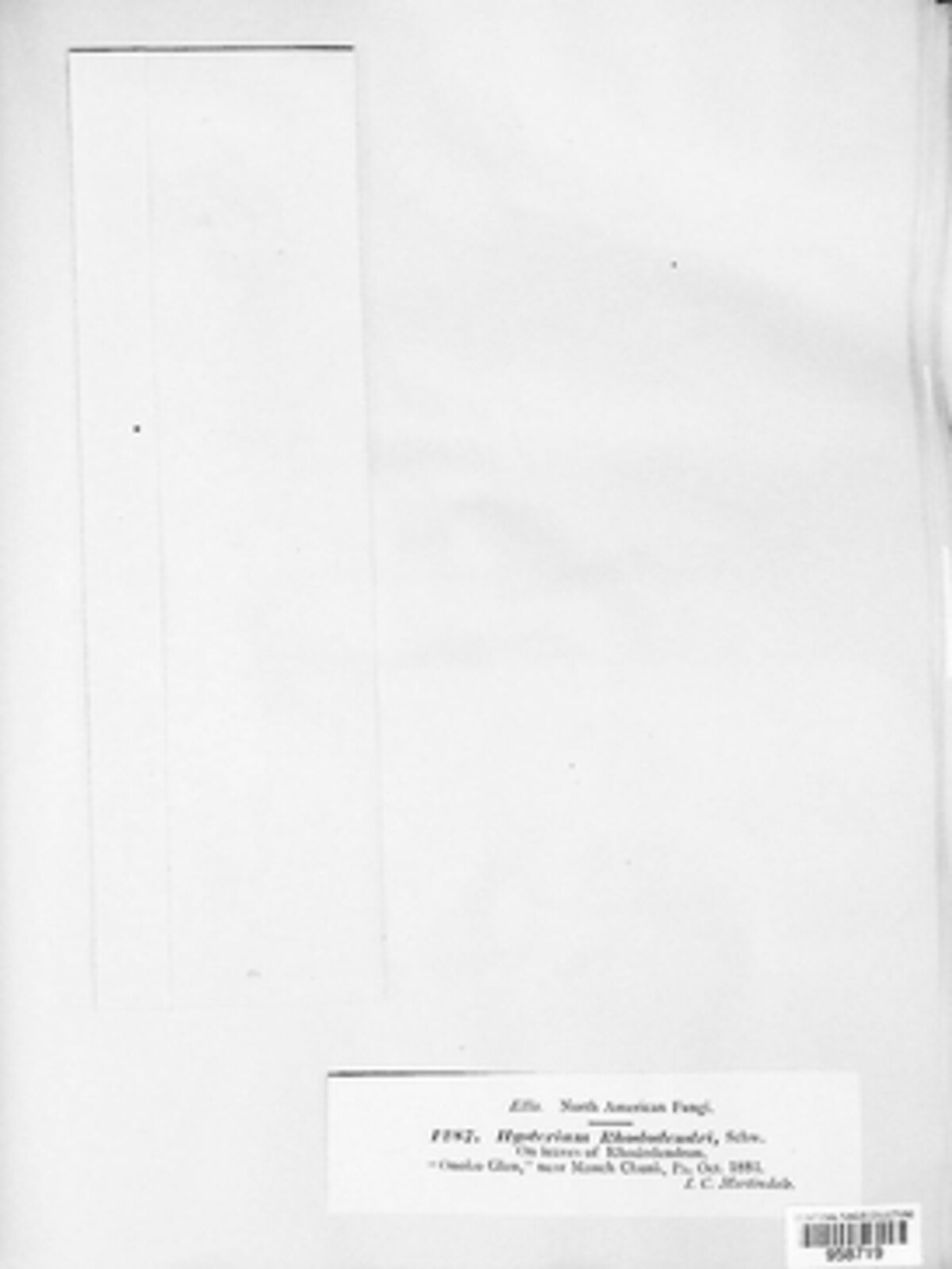 Lophodermium schweinitzii image